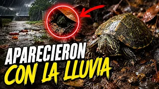 Esperé la primera lluvia de agosto… y ocurrió otra vez