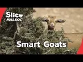 Lagu Goats: Social, Smart, and Surprisingly Sensitive | FULL DOCUMENTARY
