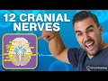 How to Memorize the 12 Cranial Nerves with Mnemonics Order Function Memory Tricks