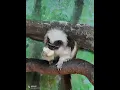 Lagu hajxbsi. jsis. 🤗😅 #funny #funnymonkey #love #lifeisbutadream #funnyanimal #birds #comedy