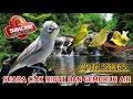 Download Lagu CIAK CIAK KECIAL KUNING BETINA ANTI STRES ‼️ MASTERAN KECIAL KUNING SPEED PENDEK GESIT