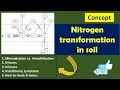Nitrogen transformation in soil N losses N use efficiency