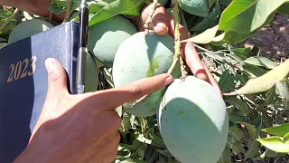 مانجو تصلح للتخزين   صنف الزبدية   مانجو العرب دندنها
