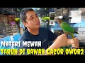 Download Lagu KIOS KHUSUS BURUNG GACORAN MATERI MEWAH, JADI DAN RAWATAN PURTOT