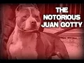 The History of The Notorious Juan Gotty in Under 5 Minutes - Gottiline Pitbull
