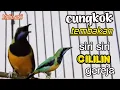 Download Lagu CUCAK CUNGKOK TEMBAKAN SIRI SiRI CILILIN GEREJA || TEMBAKAN BRUTAL