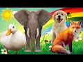 Herbivores carnivores and omnivores - monkey cow parrot cow goat rabbit toucan