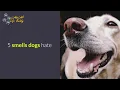 5 smells dogs hate
