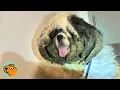 Dog Was Unrecognizable Until Rescuers Cut Away His Fur Cuddle Buddies