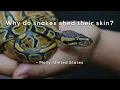 Why do snakes shed their skin