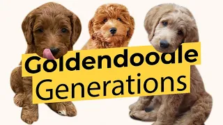 Best Goldendoodle Generations F1 F1B F1BB F2 F2B F3