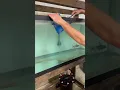 Lagu Buying SUPER RARE Aquarium FISH!! ($500)