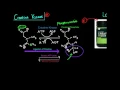 Download Lagu Creatine Kinase/Phosphagen System