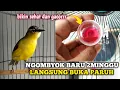 Download Lagu CARA PALING EFEKTIF MENGGACORKAN OPIOR JAMBUL BAHAN DALAM 2MINGGU‼️