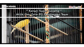 Download SUARA BURUNG : Aksi Kenari Super Goyang Milik Om Onie PG Pekalongan Team MP3