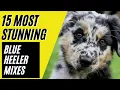 15 Most Amazing Blue Heeler Mixes - Australian Cattle Dog Mixes