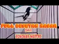 Download Lagu kacer gacor full besetan kasar bikin lawan bongkar isian