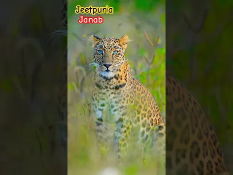 Leopard 🐆 Lion 🦁 #wildlife #animallife #lion #animals #leopard #youtubeshorts #shorts #foryou #fyp