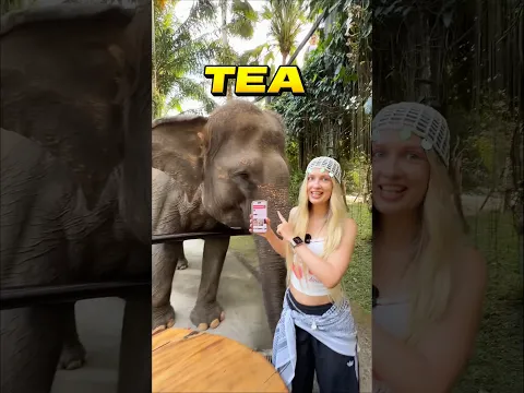 😳 сможет ли СЛОН ПОДПИСАТЬСЯ на меня?