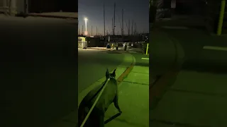 #fyp #dream #pets #doberman #vlog