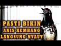 Download Lagu ANIS KEMBANG GACOR FPANCINGAN ANIS KEMBANG PASTI SEGERA NYAUT IKUT GACOR #pancingananiskembang