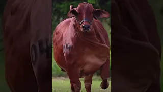 اكبر عجل في العالم 