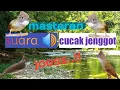 Download Lagu MASTERAN CUCAK JENGGOT BESETAN SUARA JERNIH || TEMBAKAN BESETAN KASAR
