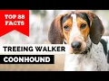 99 of Treeing Walker Coonhound Dog Owners Don t Know This