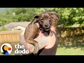 Download Lagu Foster Pittie Needs To Be Carried To Feel Safe | The Dodo