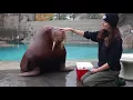 Download Lagu Training Time with our Walrus
