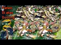 Download Lagu BERBURU PUNAI LANGSUNG KE MARKASNYA.😲😲😲‼️‼️ (Mt.Pawitra)