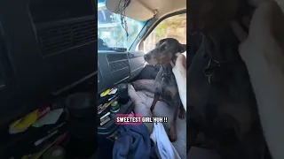#Fyp #dream #YouTube #doberman #pets