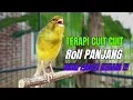 Download Lagu SUARA BURUNG Kenari GACOR PANJANG INI Cocok untuk Masteran KENARI PAUD dan Kenari Macet BUNYI