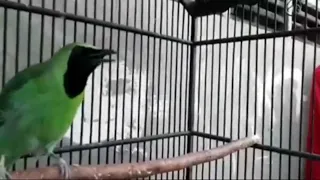 cucak ijo tembakan rapat dan keras