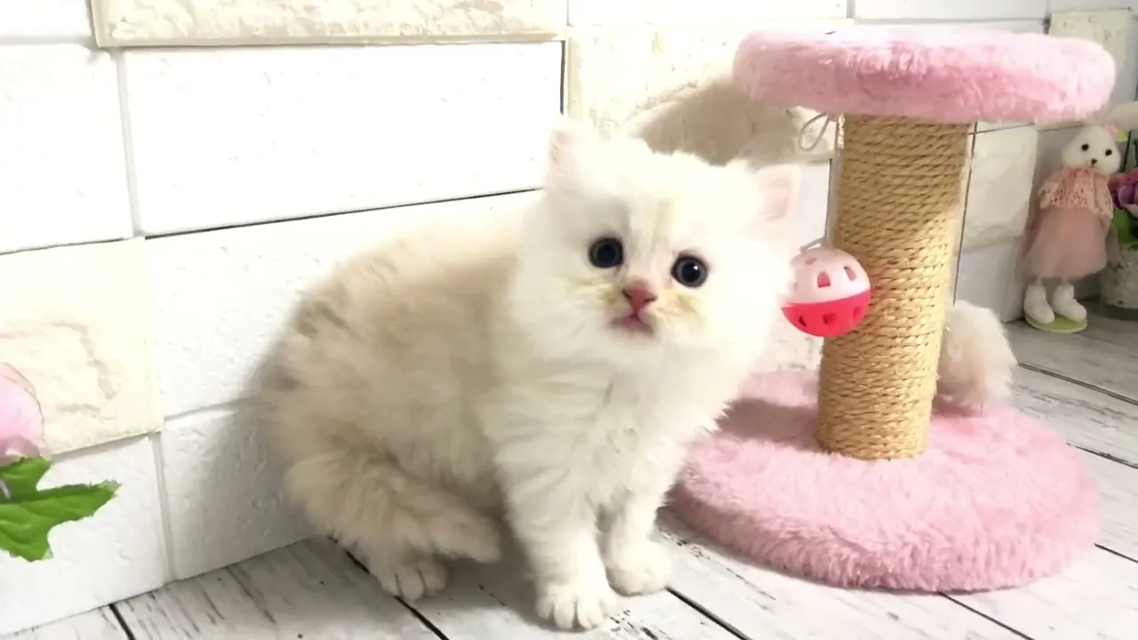 動画