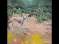 Download Lagu hunting dog whatsapp status 🔥🤟🤟⚔️# vettai nai status # marana mass editor