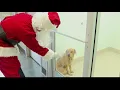 Yappy Holiday Festival to bring Macon families and furbabies together