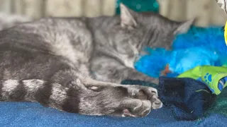 I lost my kitty Motorhome tour