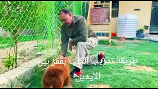 خالد k-9 تعلم الكلب كيفية القفز بين الدين