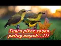 suara pikat sogon ampuh terjamin ..!! #suarapikatsogon 