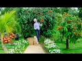 Download Lagu Country Girl Harvests: Curry Fruit, Rambutan, Flowers, Red Coconut To Sell At The Market,Cook,Garden