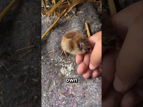 It Kept Trying to Get Close to Its Mother… But 🐥🥺