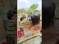 Download Lagu choti choti gaiya ttyttgyy gyt #love #song #cow