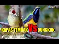 Download Lagu kapas tembak dan cungkok