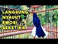 Download Lagu KACER GACOR NGEPLONG TARUNG KONSLET INI PALING AMPUH BUAT PANCINGAN KACER AGAR EMOSI NYAUT