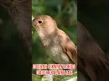 Download Lagu Suara Burung Sikatan Londo Gacor Full Isian Speed Rapat #Shorts #YoutubeShorts #Sikatanlondo