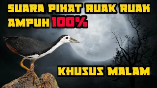 Download SUARA RUAK RUAK PIKAT MALAM HARI SANGAT AMPUH | PANCINGAN/PEMANGGIL BURUNG RUAK RUAK | SUARA JERNIH MP3