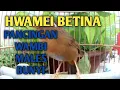 Download Lagu hwamei wambi betina merasang wambi jantan agar gacor