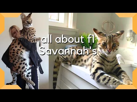 Download MP3 Savannah Cat : The Most Expensive Pet in the world / Largest cat breed F1 Savannah savannah-cats.com