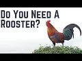 Can Hens Lay Eggs Without a Rooster